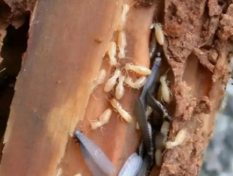 嘉鱼白蚁防治公司分享商铺门店白蚁防控：守护经营环境，避免营业损失